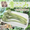 ”青こごみ（アオコゴミ）” 約50g 大きさおまかせ 山菜【予約 2月以降】