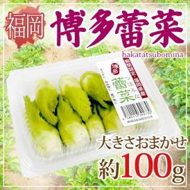 福岡県 ”博多蕾菜（はかたつぼみな）” 約100g 大きさおまかせ 山菜【予約 2月以降】