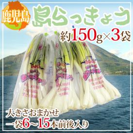 鹿児島県 ”島らっきょう” 約150g×3袋 大きさおまかせ【予約 1月末以降】