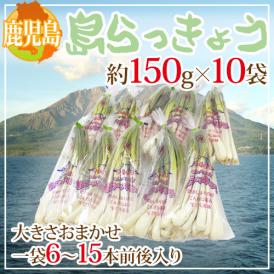 鹿児島県 ”島らっきょう” 約150g×10袋 約1.5kg 大きさおまかせ【予約 1月末以降】 送料無料