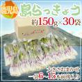 鹿児島県 ”島らっきょう” 約150g×30袋 約4.5kg 大きさおまかせ【予約 1月末以降】 送料無料