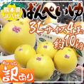 熊本県八代特産 ”晩白柚” ばんぺいゆ ちょっと訳あり 3L 超特大 4玉入り 約10kg【予約 12月下旬以降】 送料無料