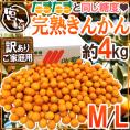 宮崎県 ”完熟きんかん” 訳あり M/L 約4kg あと少しで「完熟きんかんたまたま」になれなかったハウス金柑【予約 1月末以降】 送料無料