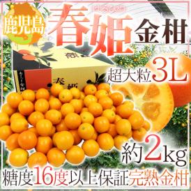 鹿児島県 ”完熟きんかん 春姫” 超大粒3Lサイズ 約2kg 糖度16度以上【予約 2月下旬以降】 送料無料