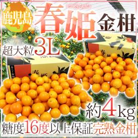鹿児島県 ”完熟きんかん 春姫” 超大粒3Lサイズ 約4kg（約2kg×2箱） 糖度16度以上【予約 2月下旬以降】 送料無料