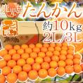 鹿児島産 ”たんかん” 秀品 大玉2L/3Lサイズ 約10kg【予約 2月中旬以降】 送料無料