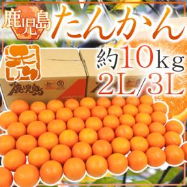 鹿児島産 ”たんかん” 秀品 大玉2L/3Lサイズ 約10kg【予約 2月中旬以降】 送料無料