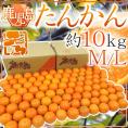 鹿児島産 ”たんかん” 秀品 M/Lサイズ 約10kg【予約 2月中旬以降】 送料無料