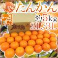 鹿児島産 ”たんかん” 秀品 大玉2L/3Lサイズ 約5kg【予約 2月中旬以降】 送料無料
