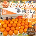鹿児島産 ”たんかん” 訳あり M/Lサイズ 約5kg【予約 2月下旬以降】 送料無料