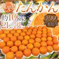 鹿児島産 ”たんかん” 訳あり 大玉2L/3Lサイズ 約10kg【予約 2月下旬以降】 送料無料