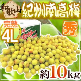 紀州・和歌山産 ”南高梅 完熟” 秀品 4L 約10kg【予約 6月以降】 送料無料