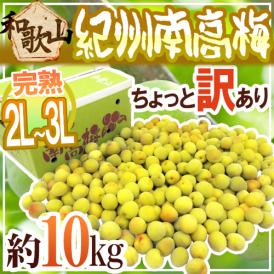 紀州・和歌山産 ”南高梅 完熟” 2L～3L 約10kg ちょっと訳あり【予約 6月以降】 送料無料