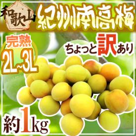 紀州・和歌山産 ”南高梅 完熟” 2L～3L 約1kg ちょっと訳あり《9kg以上ご購入で送料無料＆1kgおまけ》【予約 6月以降】