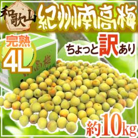 紀州・和歌山産 ”南高梅 完熟” 4L 約10kg ちょっと訳あり【予約 6月以降】 送料無料