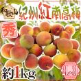 ”紀州・和歌山産 紅南高梅” 秀品 2L~3L 約1kg《10キロ以上ご購入で送料無料》【予約 5月下旬以降】