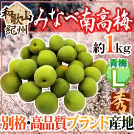 紀州・和歌山産 ”みなべ南高梅 青梅” 秀品 L 約1kg《10キロ以上ご購入で送料無料》【予約 5月中旬以降】