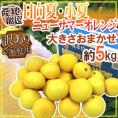 ”日向夏・小夏・ニューサマーオレンジ” 訳あり 約5kg 大きさおまかせ 産地厳選【予約 4月以降】 送料無料