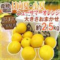 ”日向夏・小夏・ニューサマーオレンジ” 訳あり 約2.5kg 大きさおまかせ 産地厳選【予約 4月以降】 送料無料