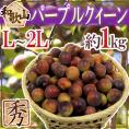 ”紀州・和歌山産 JA紀南 パープルクイーン” 秀品 L～2L 約1kg 小梅【予約 5月下旬以降】