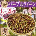 紀州・和歌山産 ”JA紀南 パープルクイーン” 秀品 L～2L 約4kg 小梅【予約 5月下旬以降】 送料無料