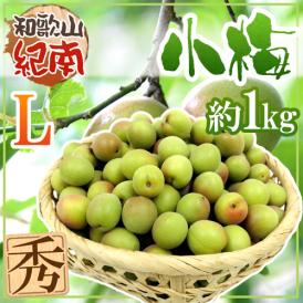 紀州・和歌山産 ”JA紀南 小梅” 秀品 L 約1kg【予約 5月中旬以降】