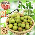 ”紀州・和歌山産 JA紀南 小梅” 秀品 大粒2L 約1kg【予約 5月中旬以降】