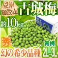 紀州・和歌山産 ”古城梅” 秀品 2L～3L 約10kg【予約 5月末以降】 送料無料