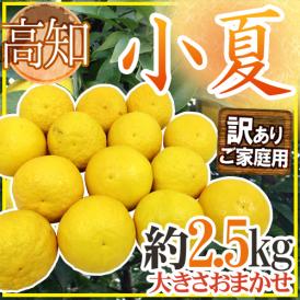 高知県 ”小夏” 訳あり 約2.5kg 大きさおまかせ【予約 4月以降】 送料無料