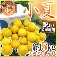 高知県 ”小夏” 訳あり 約5kg 大きさおまかせ【予約 4月以降】 送料無料