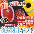 父の日ギフト &rdquo;佐藤錦＋太陽のタマゴ&rdquo; 特大玉4Lサイズ＋ひまわり生花1本【予約 6月14～21日お届け予定】 送料無料