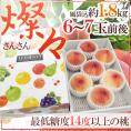 究極の桃 ”和歌山県 燦々（さんさん）” 大玉6～7玉前後 風袋込約1.8kg 化粧箱 糖度14度以上【予約 7月中旬以降】 送料無料