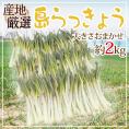 沖縄・鹿児島・産地厳選 ”島らっきょう” 大きさおまかせ 約2kg【予約 入荷次第発送】 送料無料