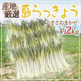 沖縄・鹿児島・産地厳選 ”島らっきょう” 大きさおまかせ 約2kg【予約 入荷次第発送】 送料無料