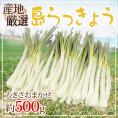 沖縄・鹿児島・産地厳選 ”島らっきょう” 大きさおまかせ 約500g【予約 入荷次第発送】