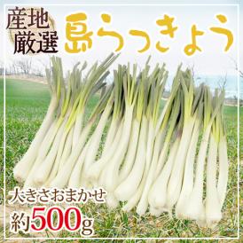 沖縄・鹿児島・産地厳選 ”島らっきょう” 大きさおまかせ 約500g【予約 入荷次第発送】