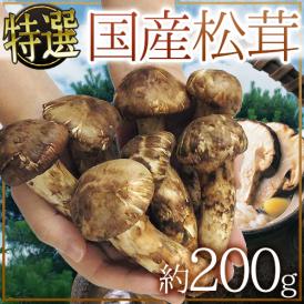 ”国産松茸” 約200g 大きさおまかせ 産地厳選【予約 9月下旬以降】 送料無料