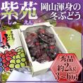 岡山産 ”紫苑ぶどう” 秀品 3～6房 約2kg 産地化粧箱【予約 10月下旬以降】 送料無料