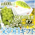 父の日ギフト ”マスカット・オブ・アレキサンドリア” 秀品 1房 約600g＋ひまわり生花1本【予約 6月14～21日お届け予定】 送料無料
