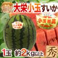 鳥取県 ”大栄小玉スイカ 姫甘泉” 1玉 約2kg【予約 6月以降】