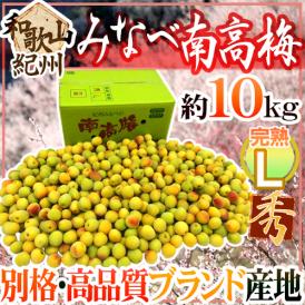 ブランド梅、みなべの南高梅 10キロ！梅干し・梅ジャムに♪