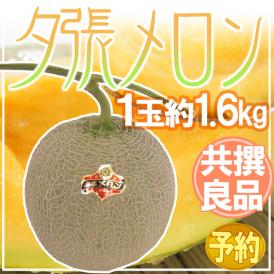 北海道 ”夕張メロン” 共撰・良品以上 1玉 約1.6kg バラ売り【予約 7月中下旬以降】