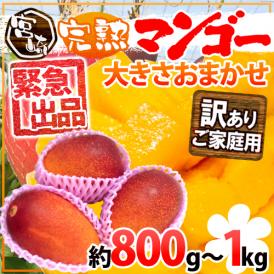 【緊急スポット】”宮崎完熟マンゴー” 訳あり 約800g～1kg 大きさおまかせ【2週間以内の発送】