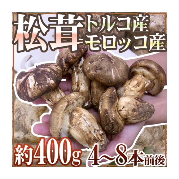 北海道　松茸　350g 特大 北海道 松茸 350g 爬虫類・両生類用品