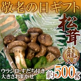 敬老の日ギフト ”中国産 松茸” 約500g カゴ入り・スダチ付 大きさおまかせ 【予約 9月7～15日お届け予定】 送料無料