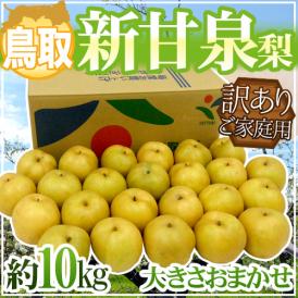 鳥取産 ”新甘泉（しんかんせん）梨” 訳あり 約10kg 大きさおまかせ【予約 8月下旬以降】 送料無料
