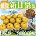 ”鳥取産 新甘泉（しんかんせん）梨” 訳あり 約5kg 大きさおまかせ【予約 8月下旬以降】 送料無料