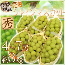 ”完熟シャインマスカット” 秀品 4～7房 約3kg 産地厳選【予約 8月末以降】 送料無料