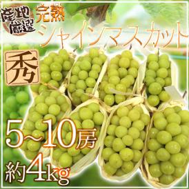 ”完熟シャインマスカット” 秀品 5～10房 約4kg 産地厳選【予約 8月末以降】 送料無料