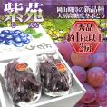 岡山産 ”紫苑ぶどう” 秀品 2房 約1kg以上 化粧箱【予約 10月下旬以降】 送料無料